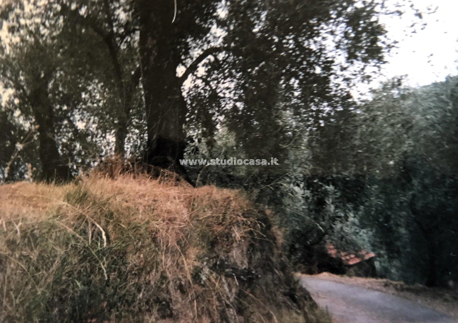 Terreno Agricolo in vendita a Ceriana