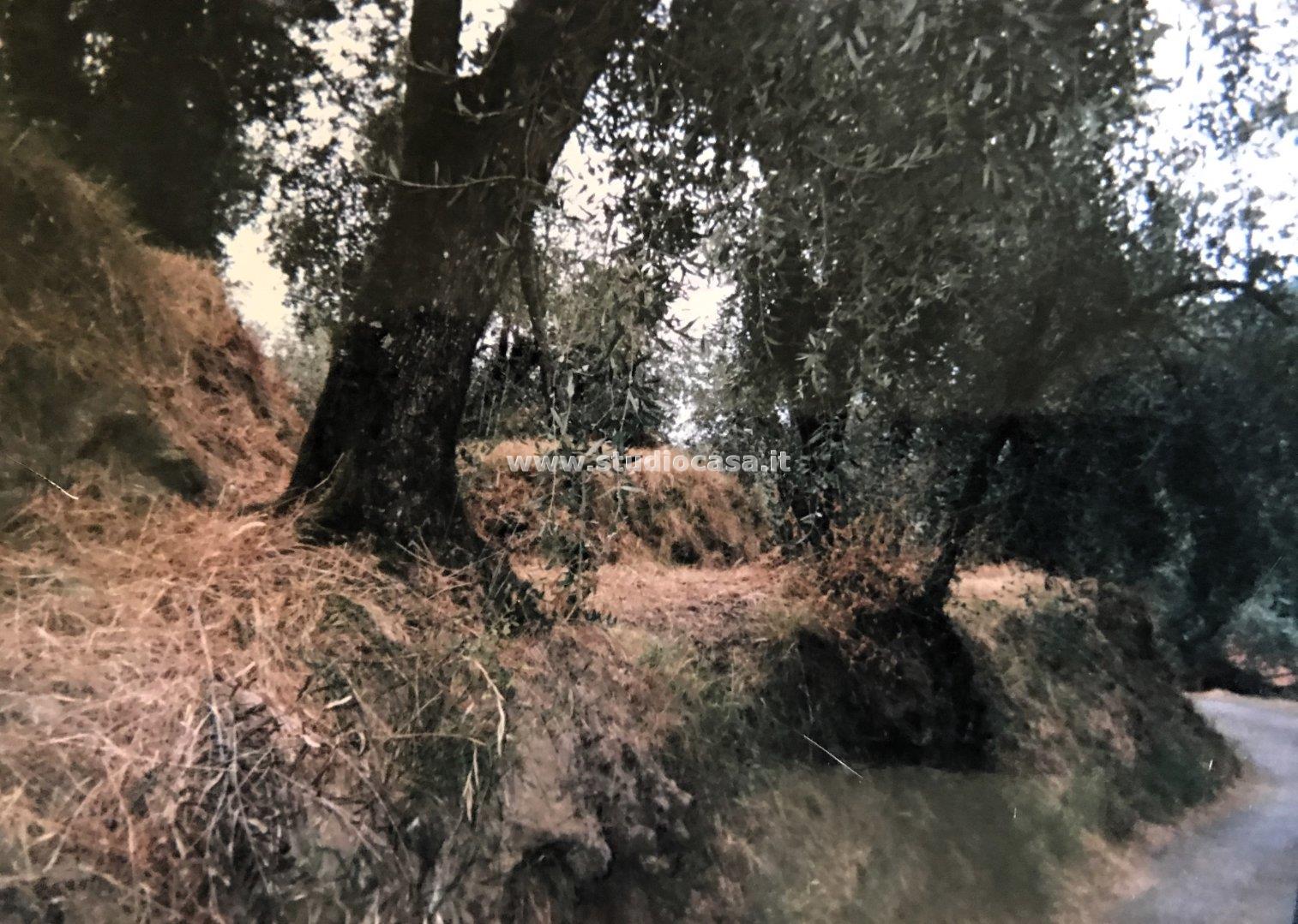 Terreno Agricolo in vendita a Ceriana