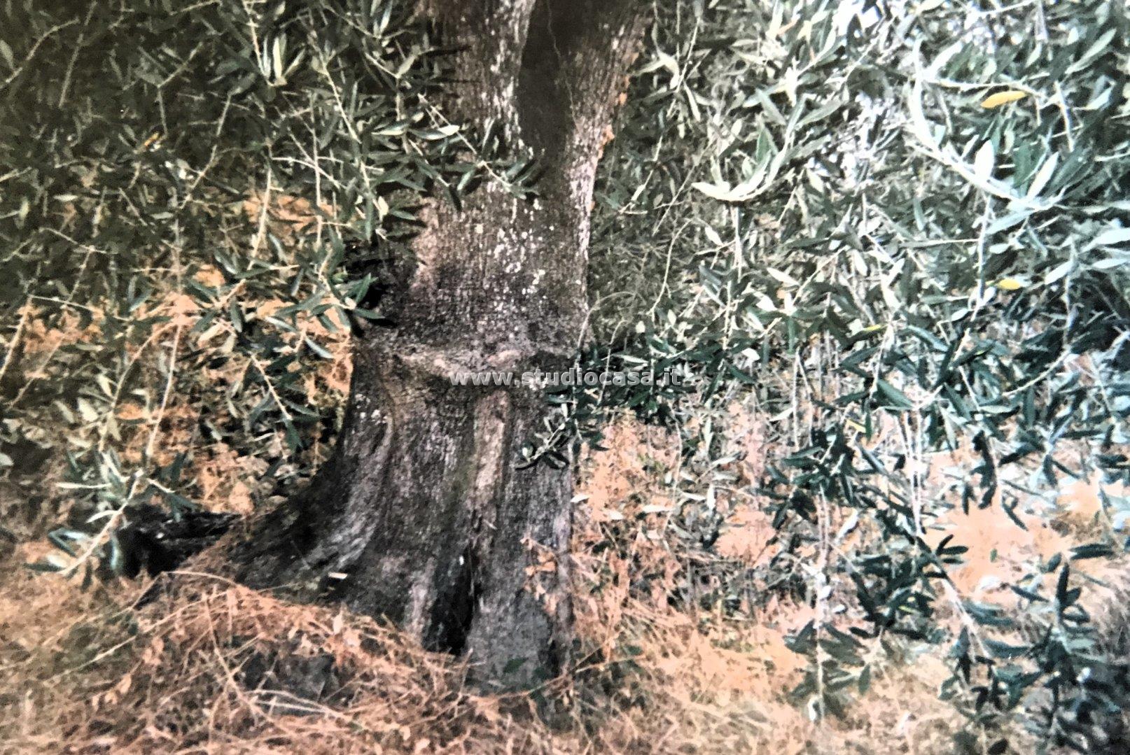 Terreno Agricolo in vendita a Ceriana