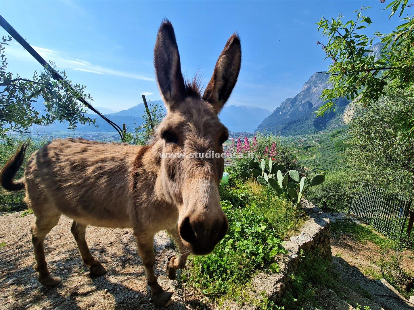 Terreno Agricolo in vendita a Riva del Garda