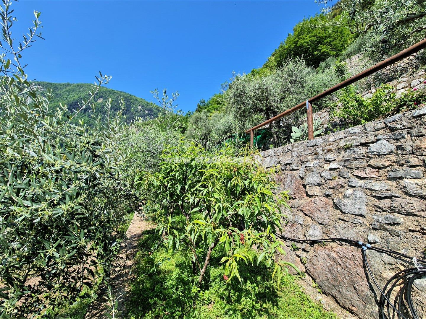 Terreno Agricolo in vendita a Riva del Garda