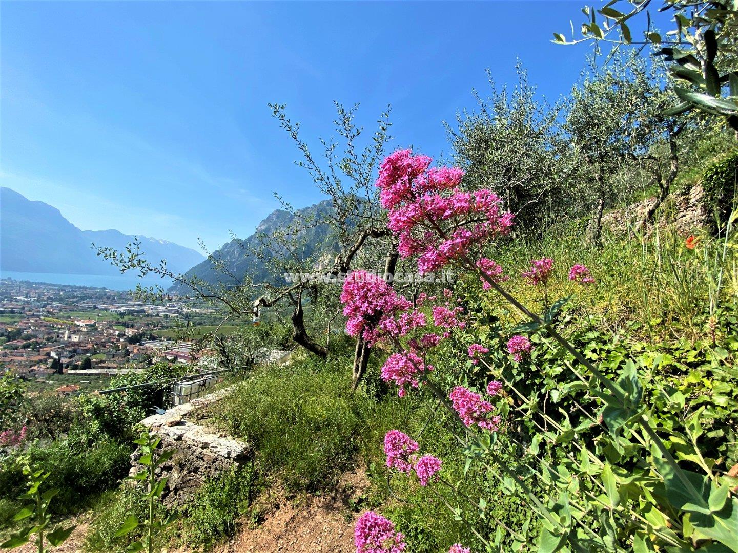 Terreno Agricolo in vendita a Tenno