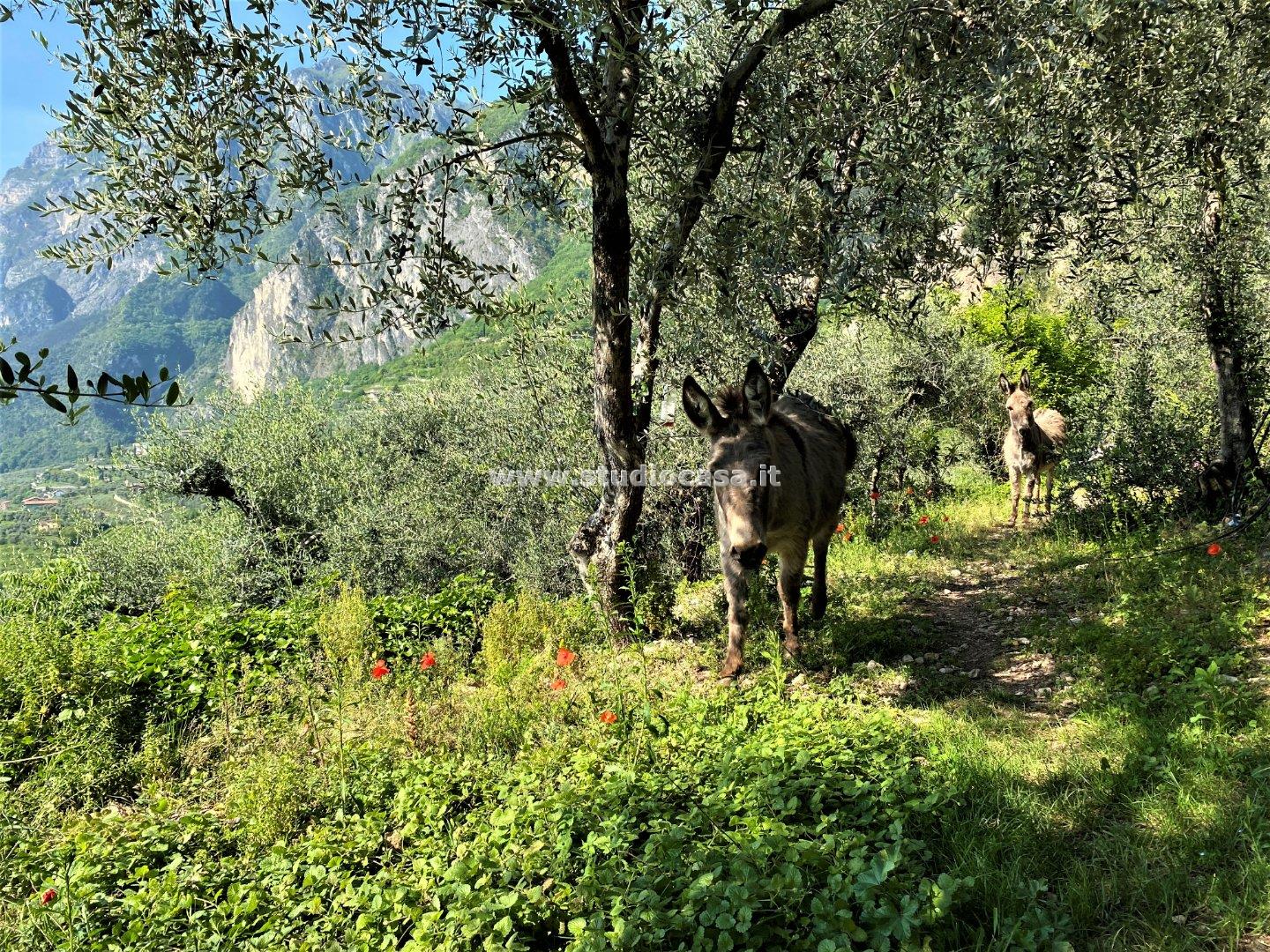 Terreno Agricolo in vendita a Tenno