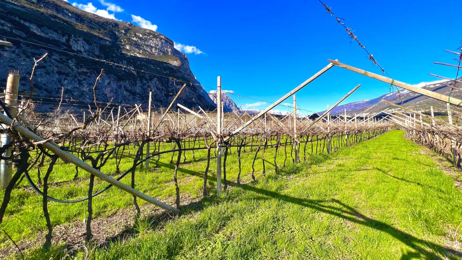 Terreno Agricolo in vendita a Dro