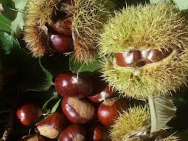 Appartamento in vendita a Carona