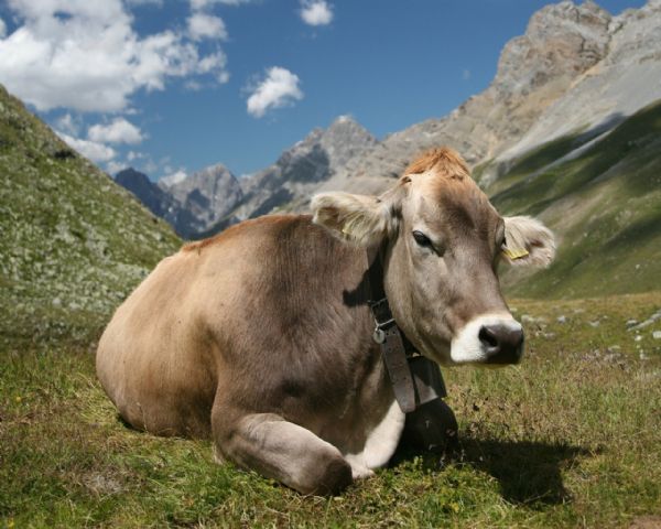 Appartamento in vendita a Carona