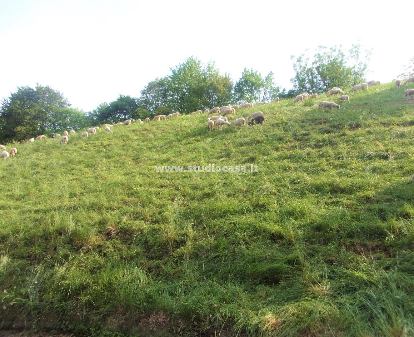 Terreno Agricolo in vendita a Gorno