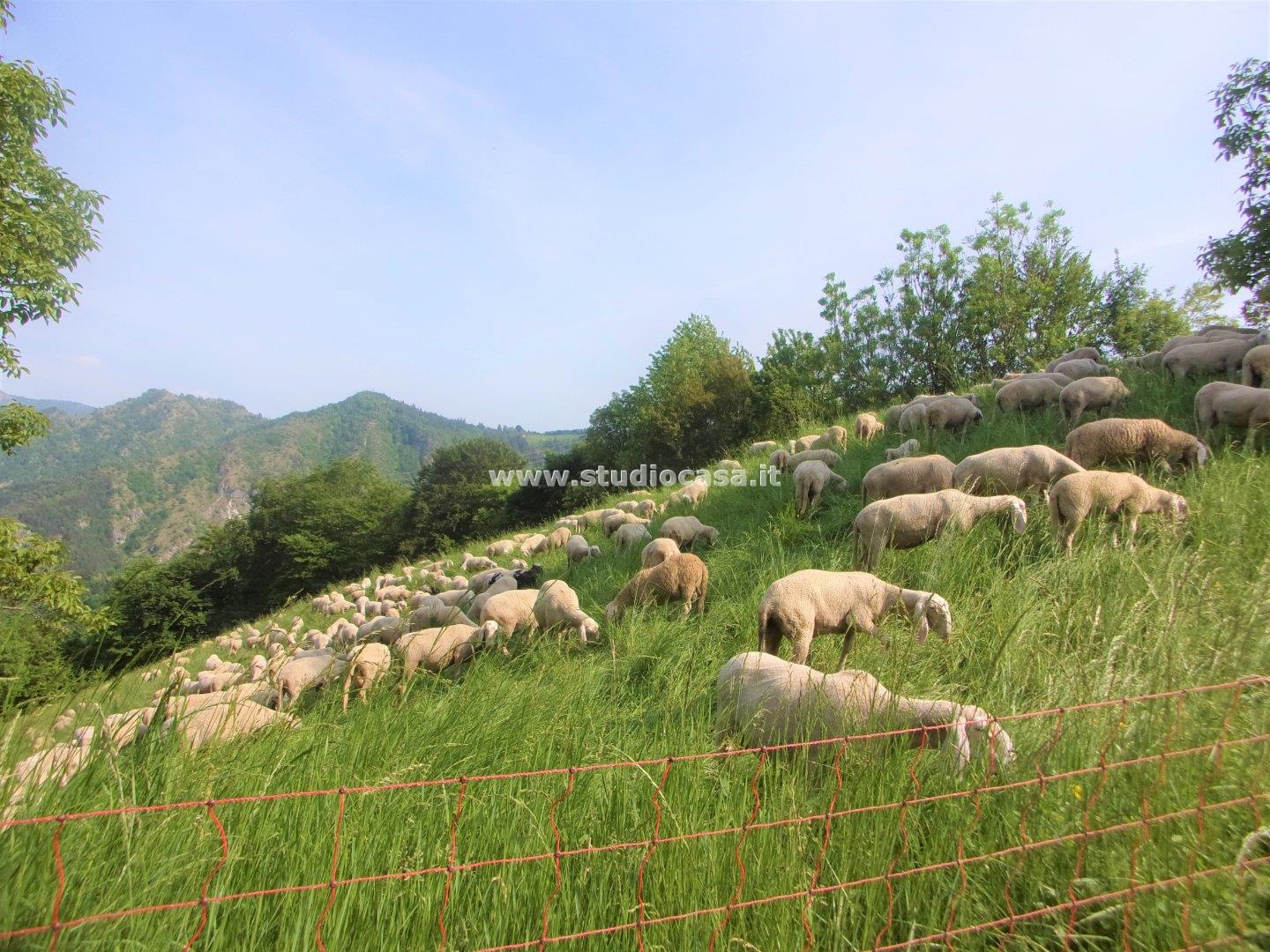 Terreno Agricolo in vendita a Gorno