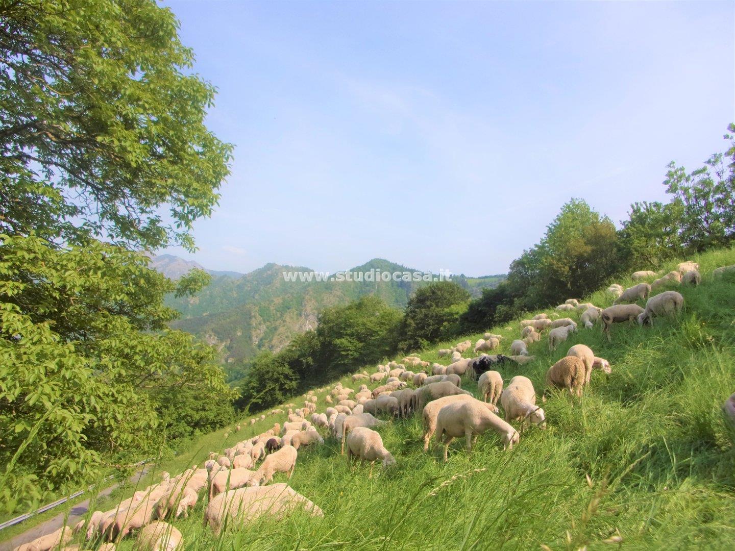 Terreno Agricolo in vendita a Gorno