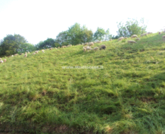 Terreno Agricolo in vendita a Gorno