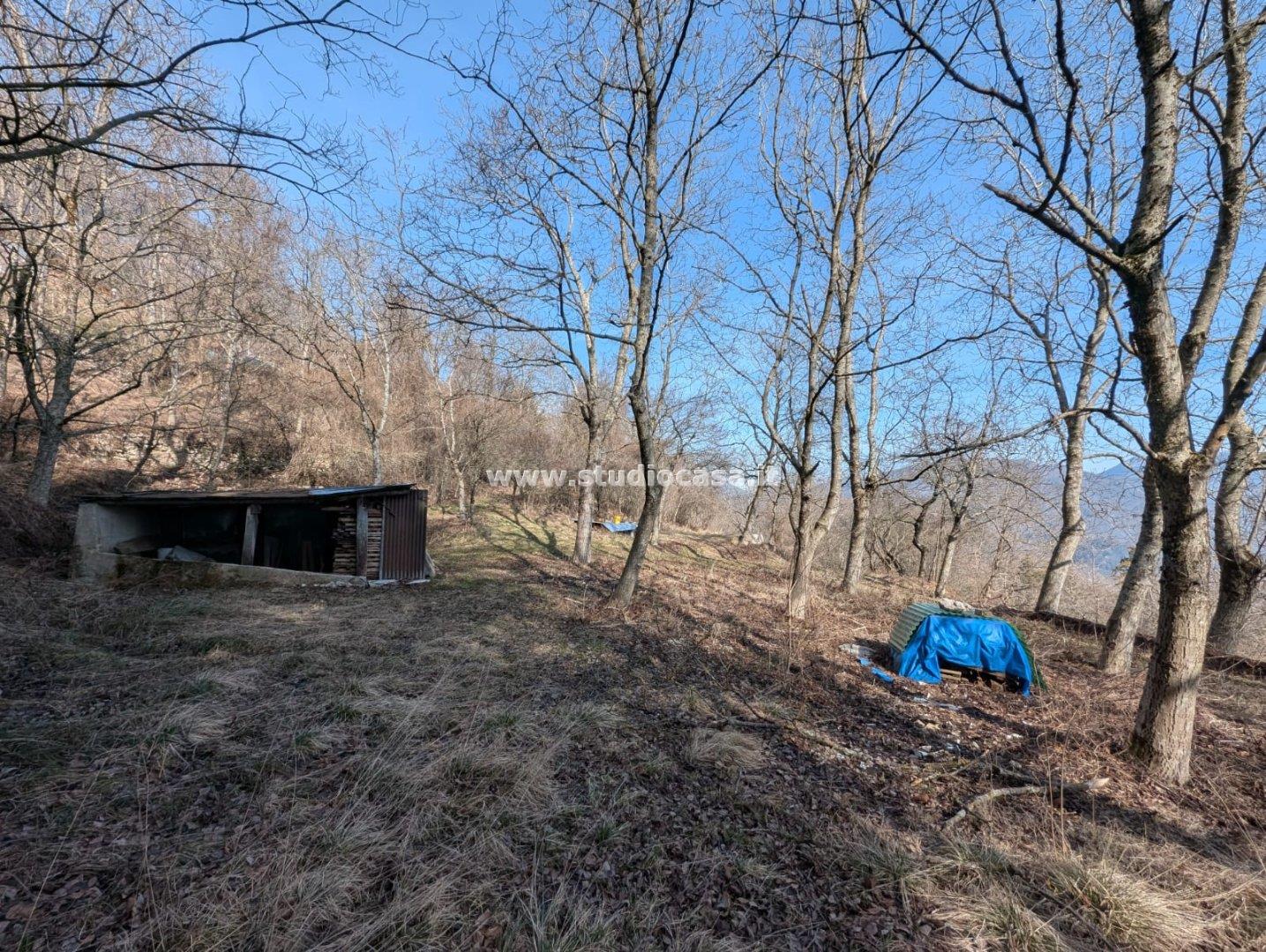 Terreno Boschivo in vendita a Villa Lagarina