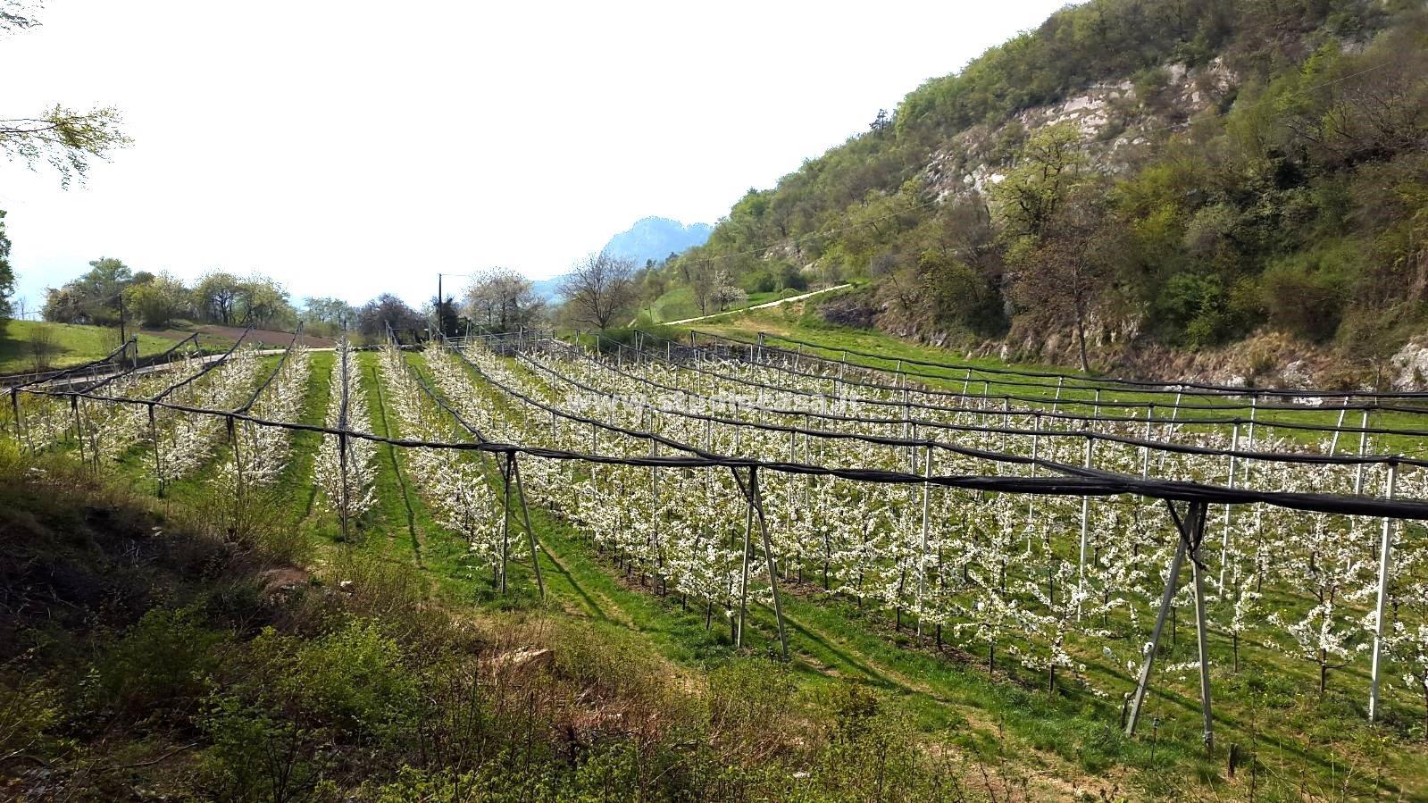 Terreno Agricolo in vendita a Mori