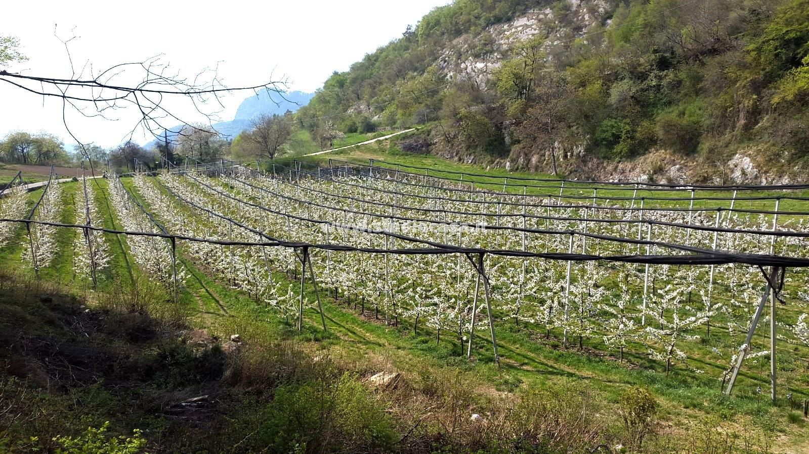 Terreno Agricolo in vendita a Mori