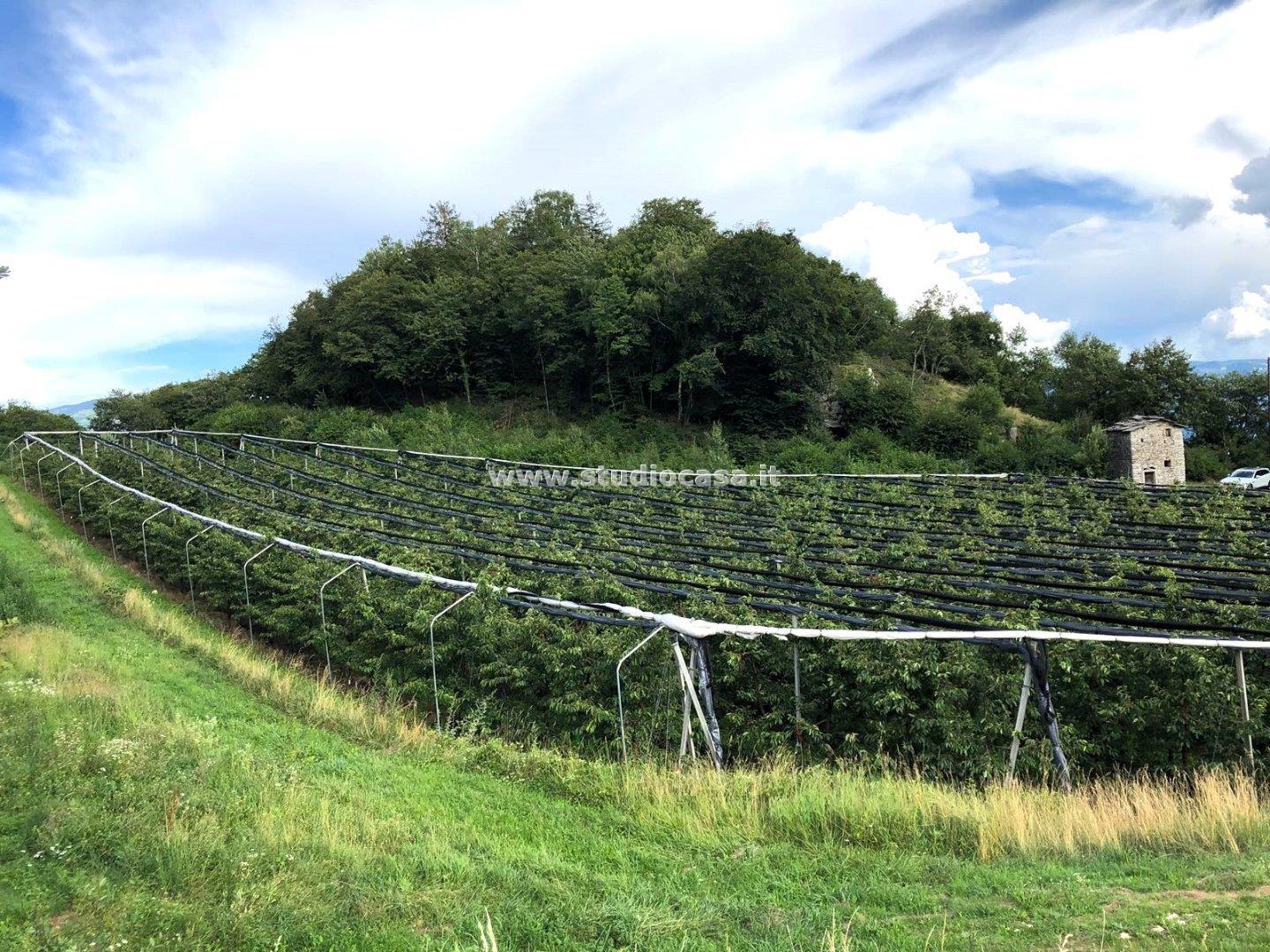 Terreno Agricolo in vendita a Mori