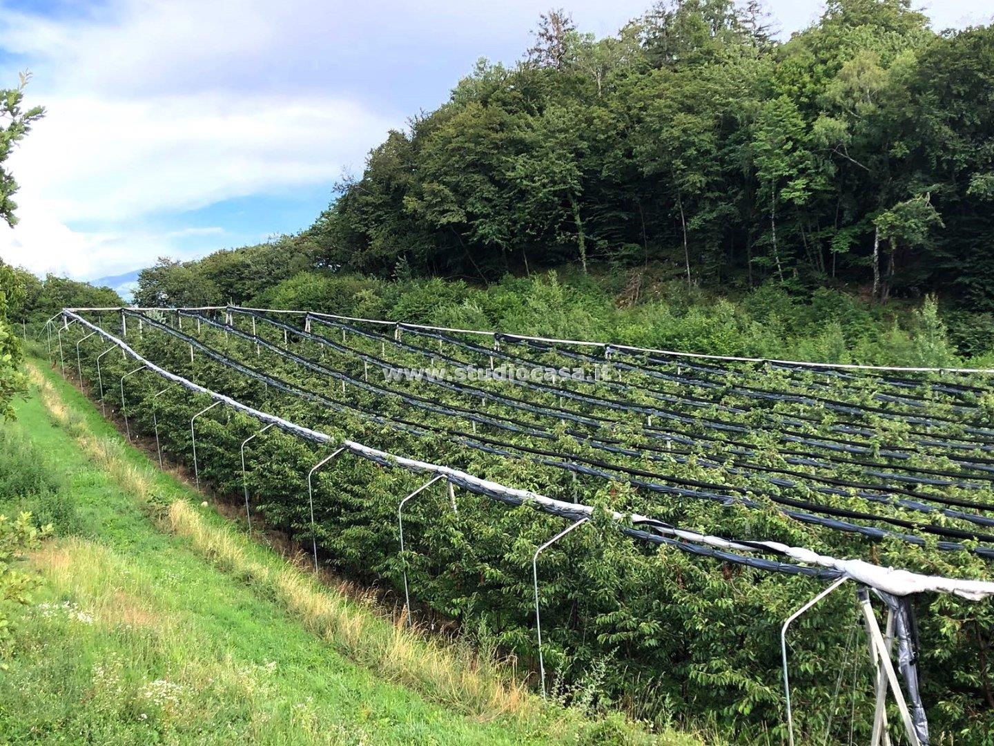 Terreno Agricolo in vendita a Mori