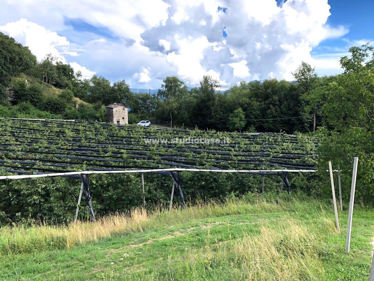 Terreno Agricolo in vendita a Mori