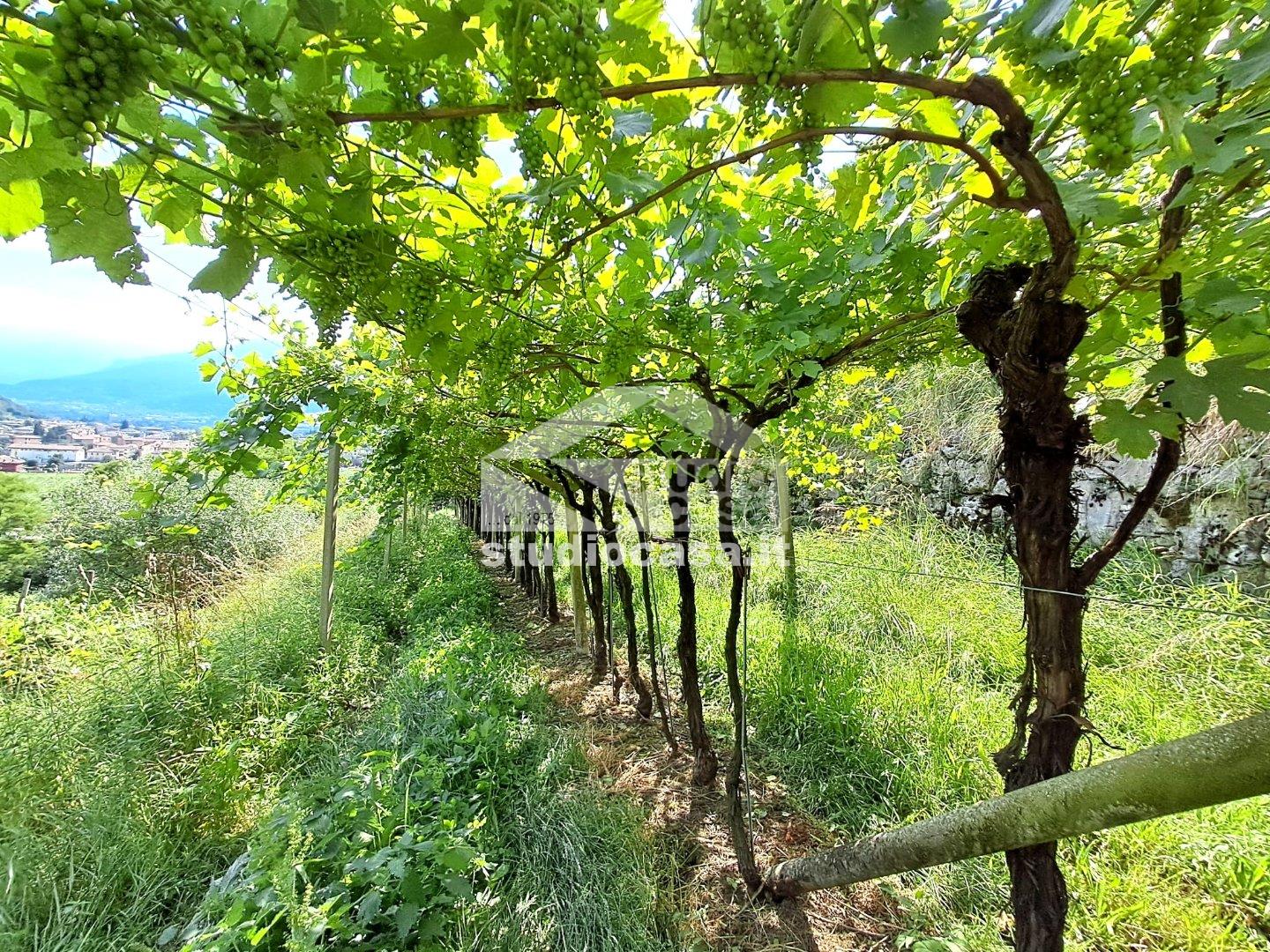 Terreno Agricolo in vendita a Mori