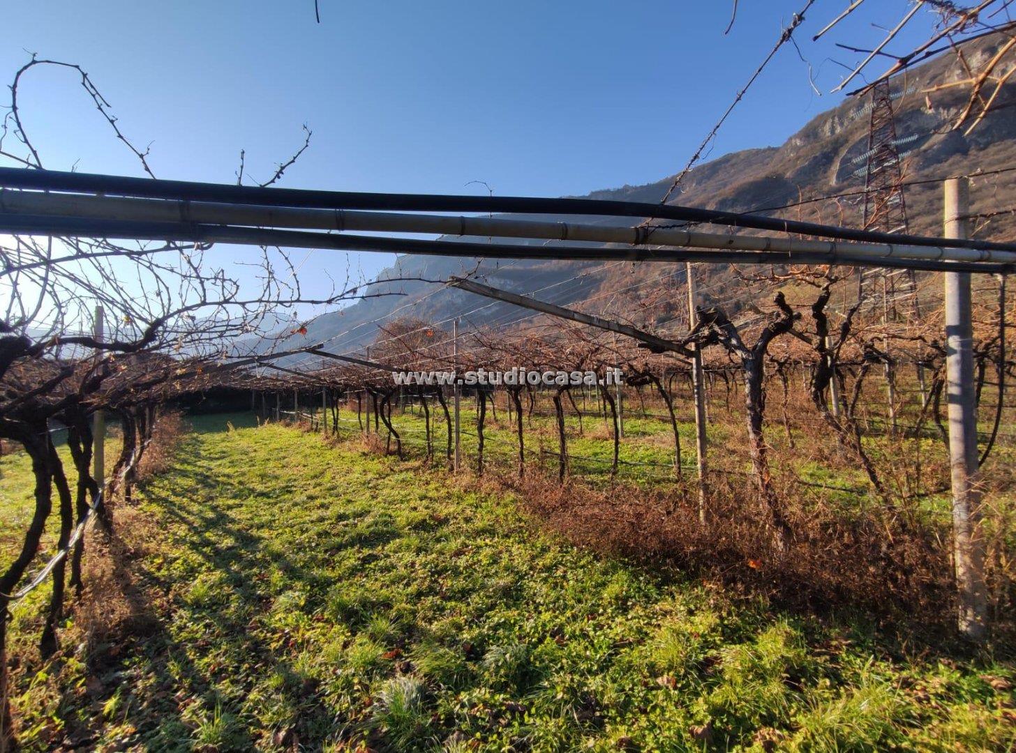 Terreno Agricolo in vendita a Isera