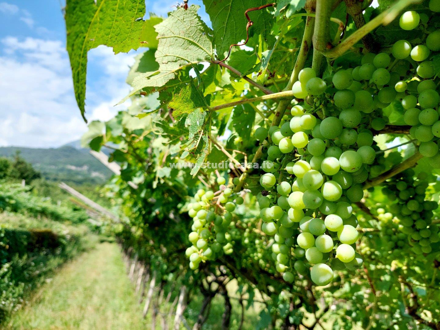 Terreno Agricolo in vendita a Ala
