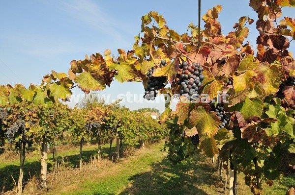 Terreno Agricolo in vendita a Ala