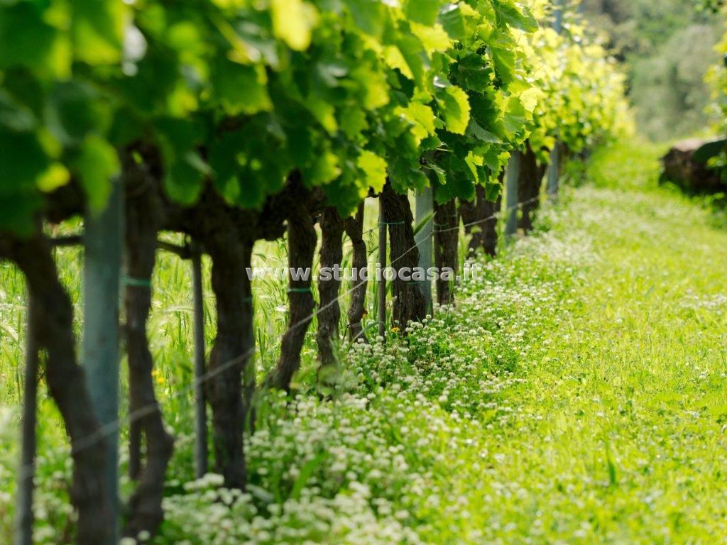 Terreno Agricolo in vendita a Ala