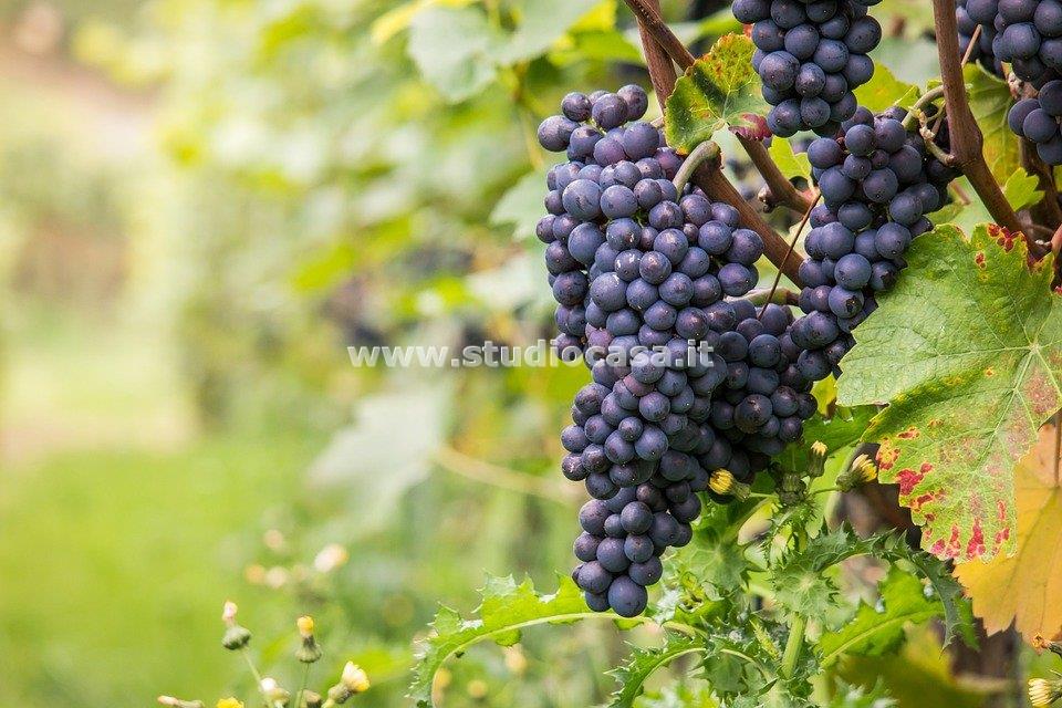 Terreno Agricolo in vendita a Ala