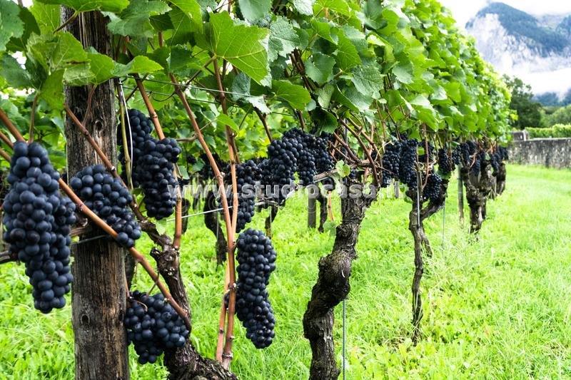 Terreno Agricolo in vendita a Ala