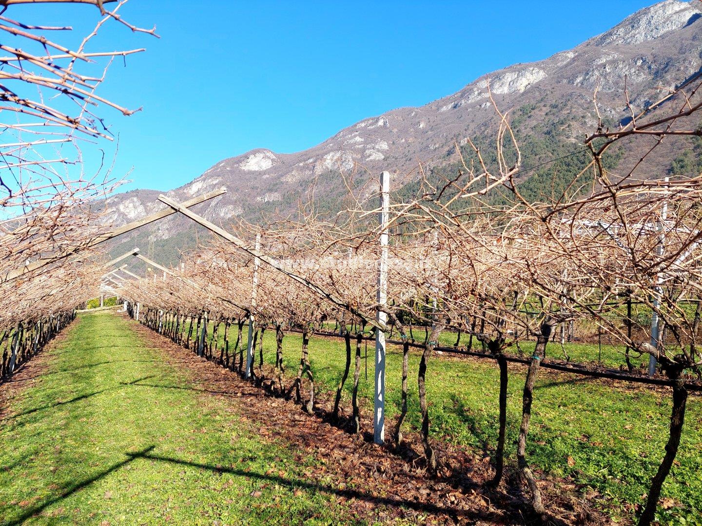 Terreno Agricolo in vendita a Ala