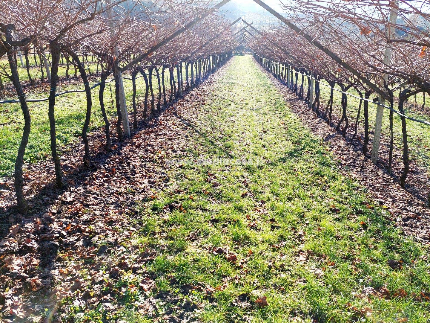 Terreno Agricolo in vendita a Ala