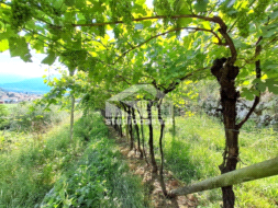 Terreno Agricolo in vendita a Mori