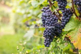 Terreno Agricolo in vendita a Ala