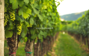 Terreno Agricolo in vendita a Ala