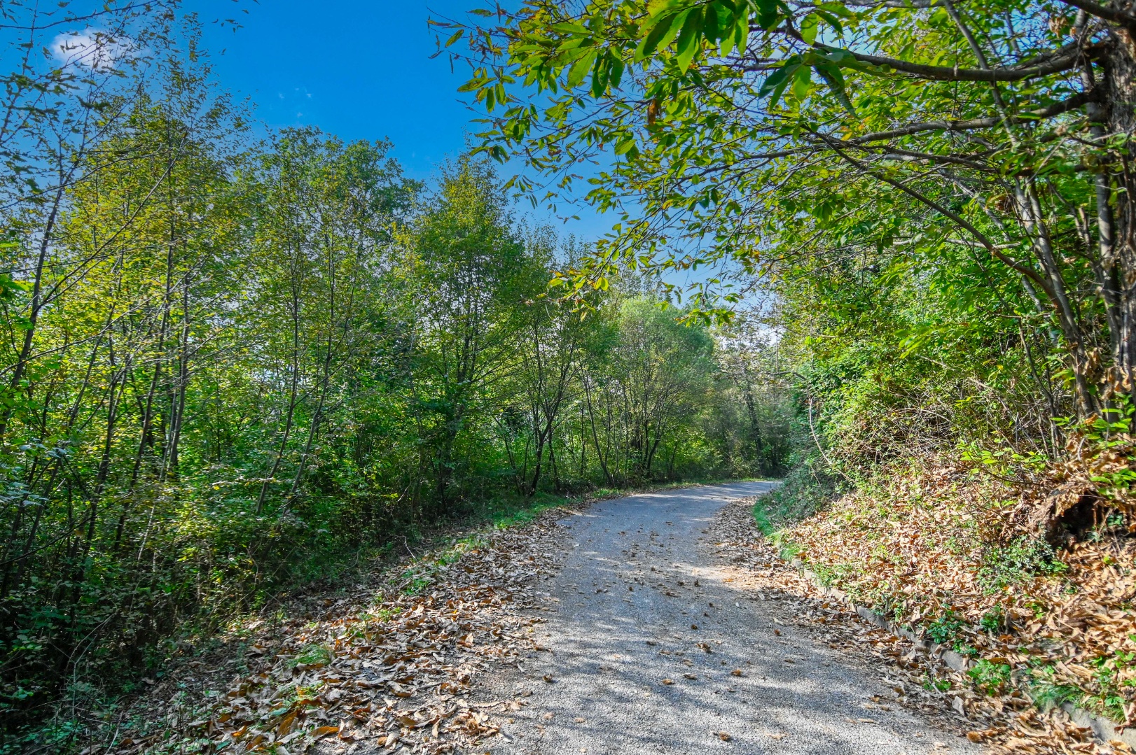 Terreno Boschivo in vendita a Pradalunga