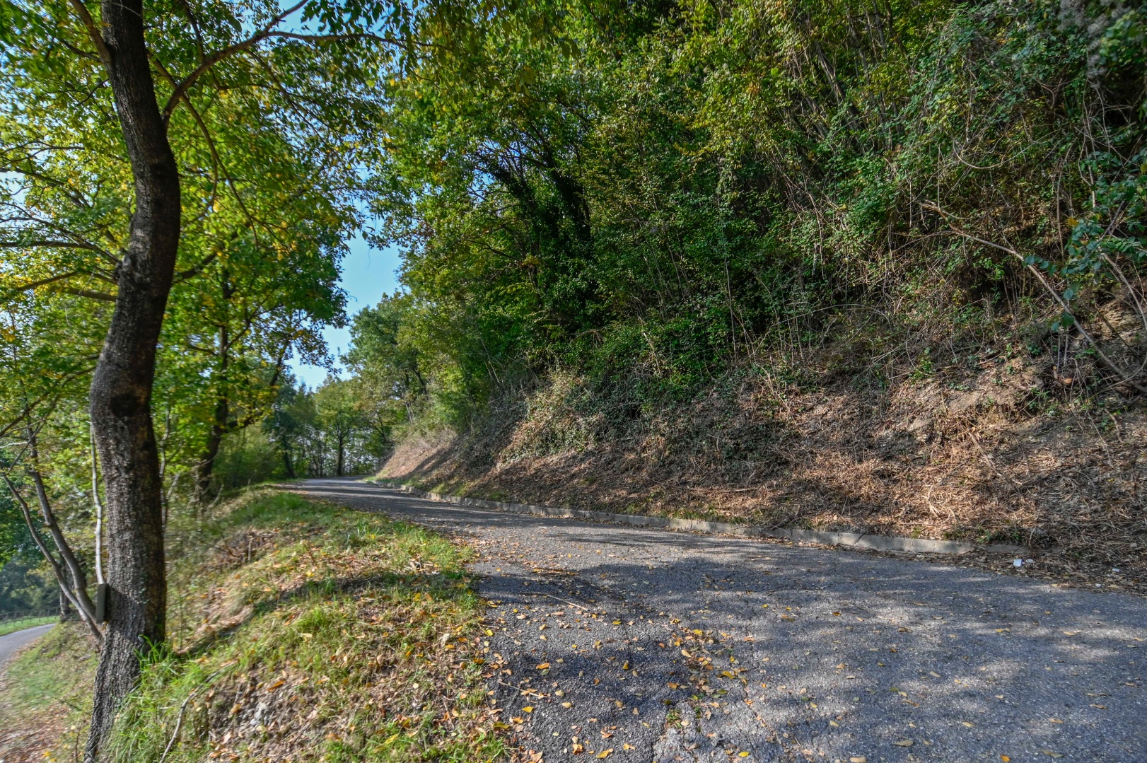 Terreno Boschivo in vendita a Pradalunga