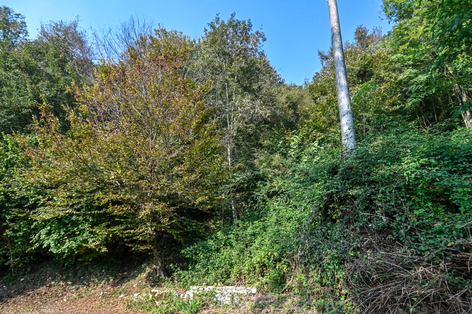 Terreno Boschivo in vendita a Pradalunga