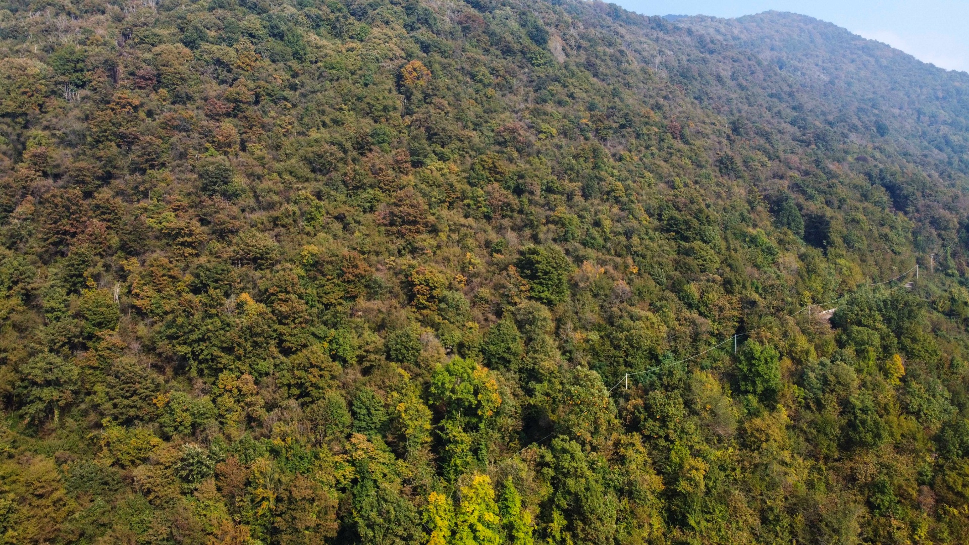 Terreno Boschivo in vendita a Pradalunga
