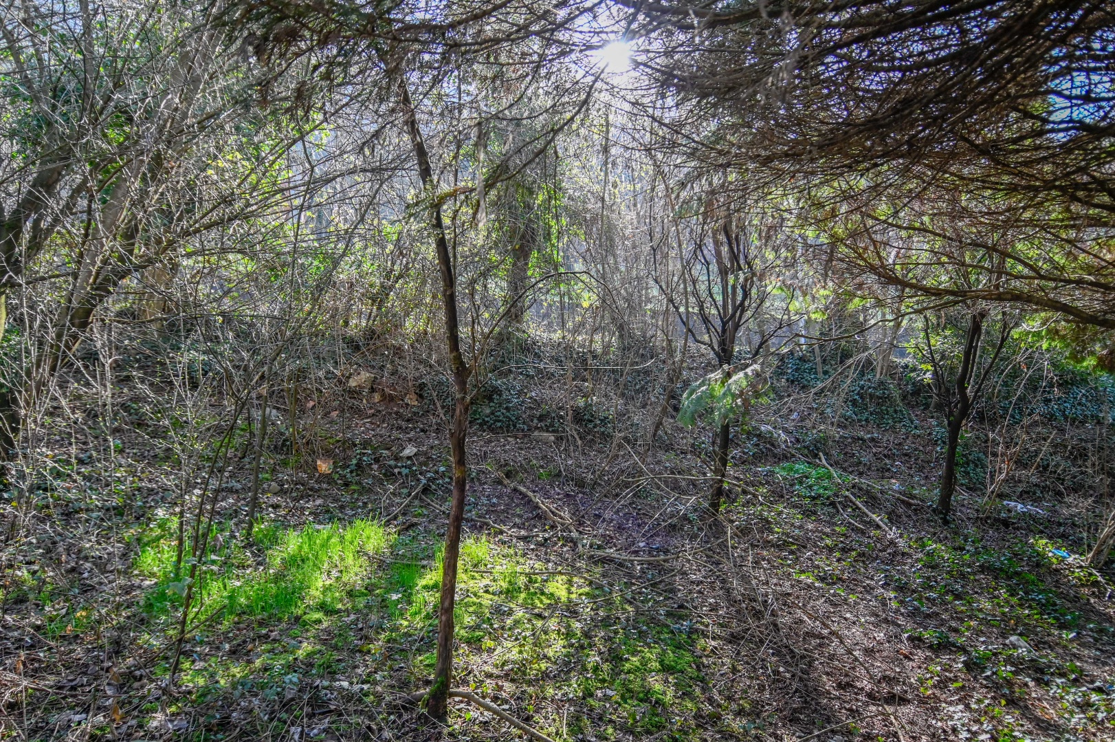 Terreno Boschivo in vendita a Albino