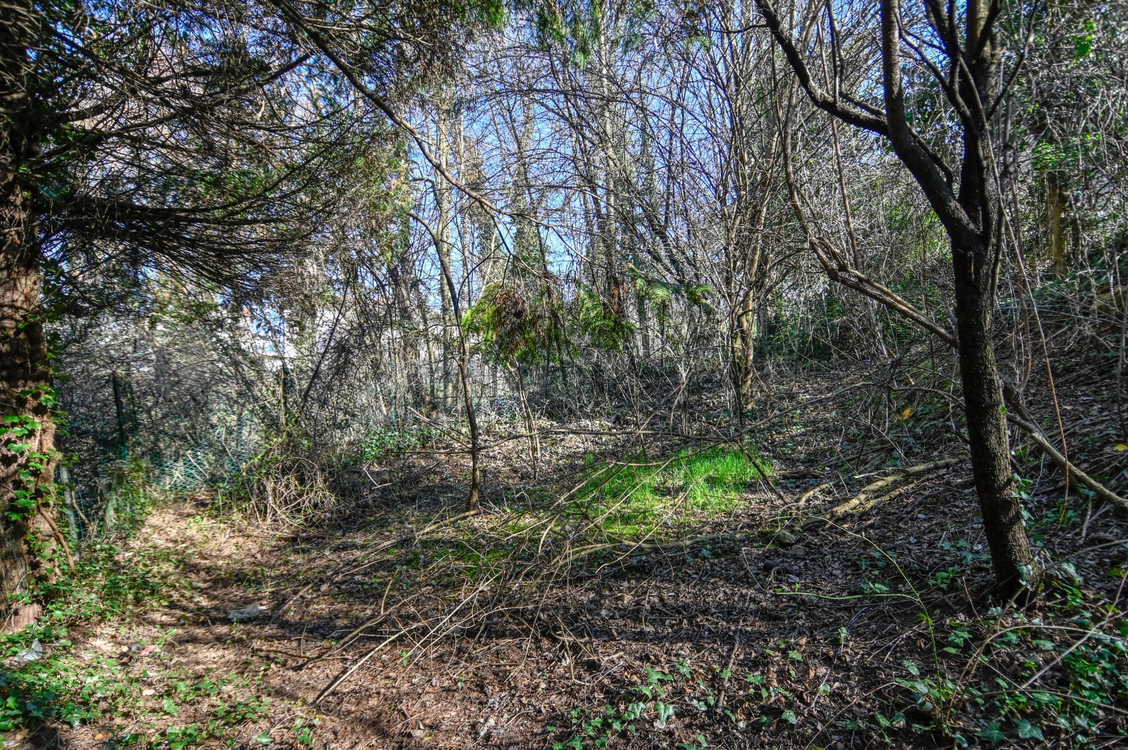 Terreno Boschivo in vendita a Albino
